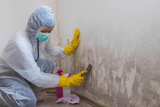 Best DIY Mold Remediation Support Services in Percy, IL