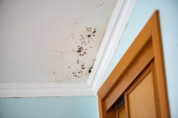 Best Basement Mold Remediation in Percy, IL