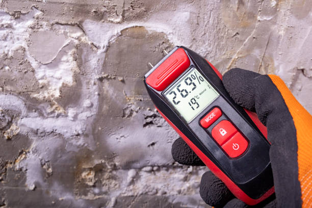 Best White Mold Remediation in Percy, IL