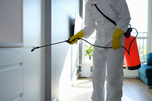 Best Emergency Mold Remediation in Percy, IL