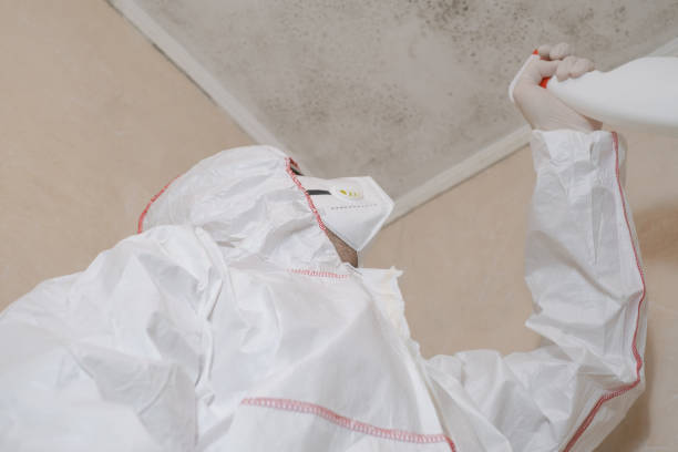 Best Post-Flood Mold Remediation in Percy, IL