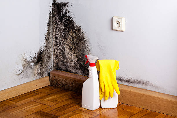 Best Commercial Mold Remediation in Percy, IL