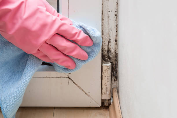 Best Insurance-Related Mold Remediation in Percy, IL