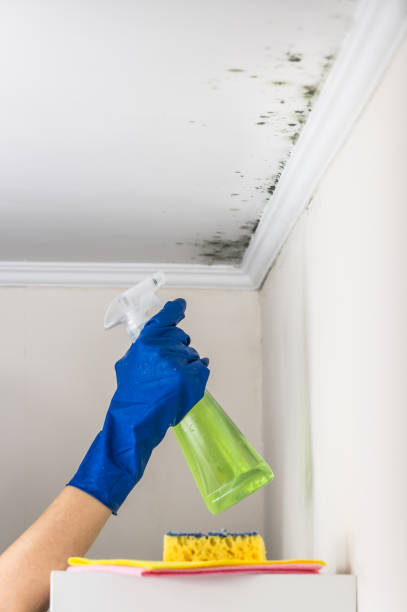 Best Mold Remediation for Schools in Percy, IL